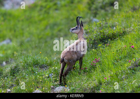 Portrait de chamois (Rupicapra rupicapra) Comité permanent dans les prairies Banque D'Images