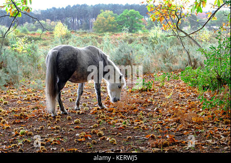 Les poneys sauvages châtaignes du sol, holt Country Park, North Norfolk, Angleterre Banque D'Images