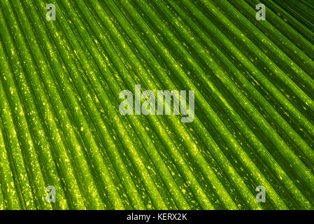 Feuilles de palmiers d'un rétro-éclairage par spots à Kew Gardens à Londres Banque D'Images