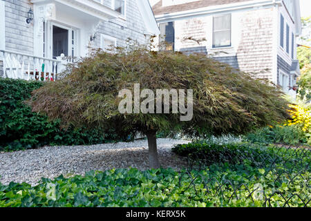 L'érable japonais (Acer palmatum), un petit arbre à feuilles caduques à proximité du sol, a l'apparence d'un dôme dans une cour. Banque D'Images