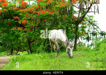 Calèche est un cheval blanc dans une belle nature mise sur l'herbe de pâturage. Banque D'Images