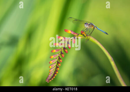 Macro d'une libellule bleue-dasher reposant sur une fleur de crocosmia lucifer Banque D'Images