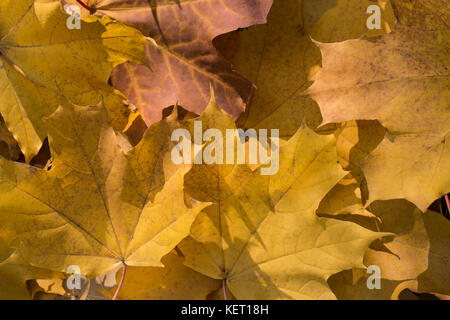 Pile de feuilles d'érable en couleurs d'automne Banque D'Images