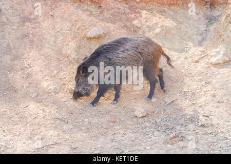 Le sanglier dans la forêt, cazorla, Jaen, Espagne Banque D'Images