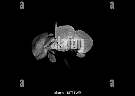 Fleurs orchidées fermer sur fond noir en noir et blanc Banque D'Images