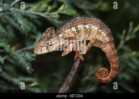 Caméléon géant malgache (Furcifer oustaleti), homme, province d'Antananarivo, Madagascar Banque D'Images