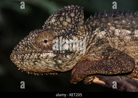 Caméléon géant malgache (Furcifer oustaleti), portrait, homme, province d'Antananarivo, Madagascar Banque D'Images