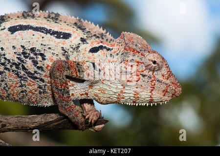 Caméléon géant malgache (Furcifer oustaleti), portrait, femme, le parc national de Kirindy, madagascar Banque D'Images