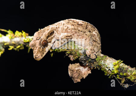 Nuit gecko à queue de feuille active (Uroplatus alluaudi), homme, jardin botanique montagne d' ambre, au nord de Madagascar, madagascar Banque D'Images