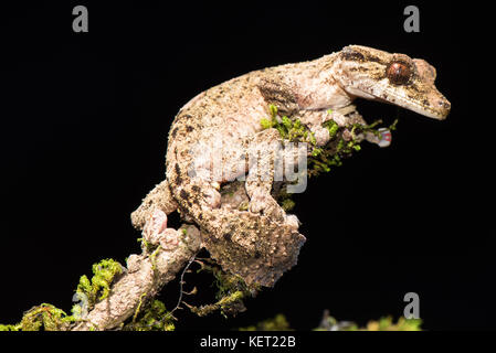 Nuit gecko à queue de feuille active (Uroplatus alluaudi), homme, jardin botanique montagne d' ambre, au nord de Madagascar, madagascar Banque D'Images