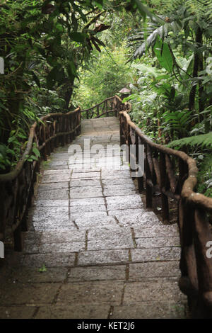 Sentier en forêt en costa rica Banque D'Images