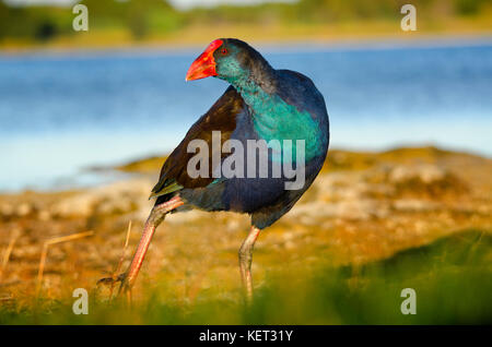 Purple swamp hen (Porphyrio porphyrio) balade sur les rives du lac Richmond, dans l'ouest de l'Australie Banque D'Images