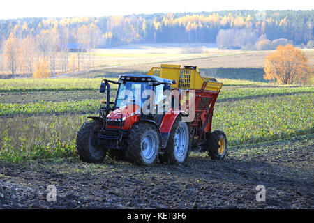 Paimio, Finlande - le 21 octobre 2017 : fermier moissonne la betterave avec Massey Ferguson 6455 tracteur agricole et des arracheuses juko sur un bel après-midi Banque D'Images