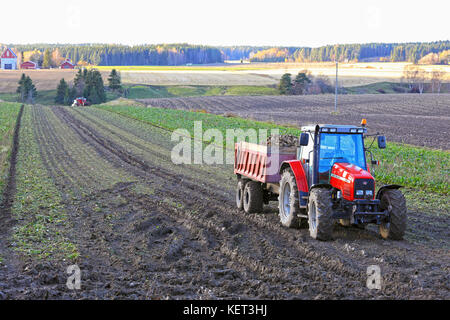 Paimio, Finlande - le 21 octobre 2017 : la récolte de betteraves à sucre en Finlande avec un tracteur agricole Massey Ferguson et remorque pour les cultures et de la récolteuse travaille sur t Banque D'Images