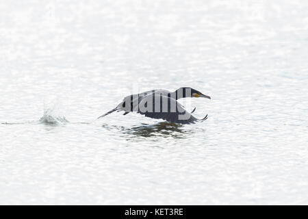 Le grand cormoran (phalacrocorax carbo) décoller avec ailes propagation Banque D'Images