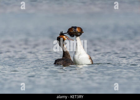 Paire de grands grèbes huppés (Podiceps cristatus) accouplement avec bec en cadeau Banque D'Images