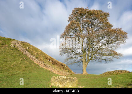 Sycamore Gap sur mur d'Hadrien, Northumberland, England, UK Banque D'Images