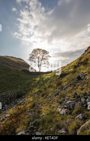 Sycamore Gap sur mur d'Hadrien, Northumberland, England, UK Banque D'Images