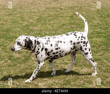 Chien dalmatien bénéficiant d'été marche sur le côté de l'herbe Voir le profil © Myrleen Pearson Banque D'Images