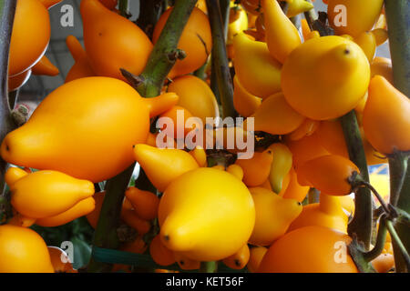 Solanum mammosum poussant dans le jardin. solanum mammosum est communément connu sous le nom de fruits ou fruits titty mamelon Banque D'Images