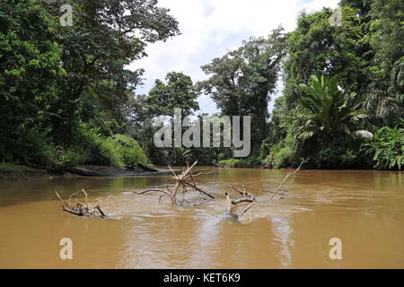 Rancho La Pavona à Tortuguero, transfert de la rivière Rio Suerte, province de Limón, Costa Rica, la mer des Caraïbes, l'Amérique centrale Banque D'Images