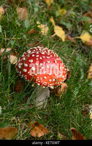 Agaric toadstool mouche sur une pelouse, c'est un très toxiques toadstool. Banque D'Images