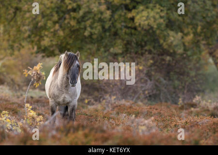 Chevaux tarpan, réintroduction en espagne Banque D'Images