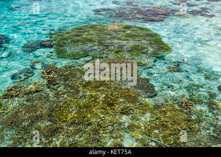 Les coraux près de Arborek island, Papouasie occidentale, en Indonésie. Banque D'Images