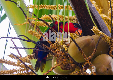 Lory noire (Lorius lory). Raja Ampat, Papouasie occidentale, en Indonésie. Banque D'Images