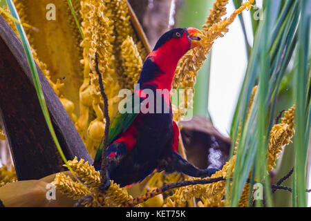 Lory noire (Lorius lory). Raja Ampat, Papouasie occidentale, en Indonésie. Banque D'Images