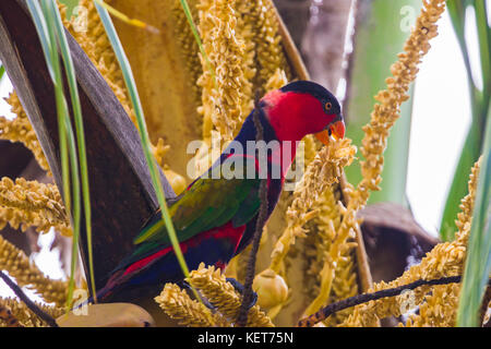 Lory noire (Lorius lory). Raja Ampat, Papouasie occidentale, en Indonésie. Banque D'Images