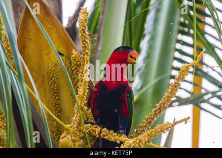 Lory noire (Lorius lory). Raja Ampat, Papouasie occidentale, en Indonésie. Banque D'Images