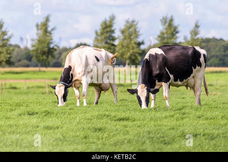 Deux hollandais les vaches sont au pâturage dans un champ sur une journée ensoleillée. Banque D'Images