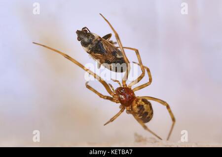 Araignée et proies Banque D'Images