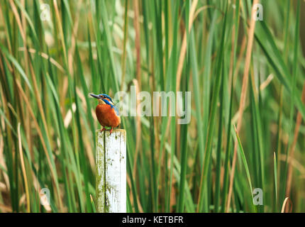 Une politique commune ou Kingfisher Kingfisher eurasien Banque D'Images