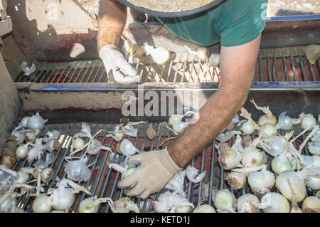 Récolteuse oignon au travail. Retrait des travailleurs les oignons pourris et les mottes de convoyeur à bande plate-forme. Badajoz, Espagne Banque D'Images