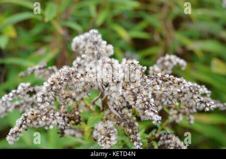 Image d'une fleur à l'automne durant une marche familiale au bois de l'Éencore à Laval. Banque D'Images