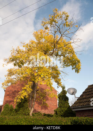 Magnifique arbre d'automne se quitte en dehors de chambre ; Essex ; Angleterre ; uk Banque D'Images