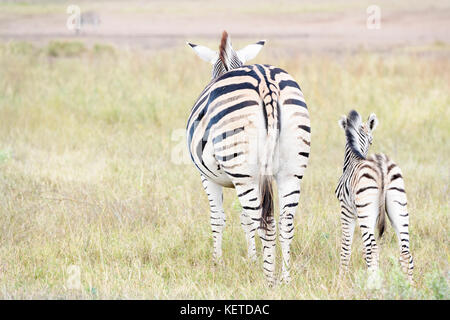 Zèbre des plaines (Equus quagga) la mère et l'ânon sur savane, vu de derrière, Kruger National Park, Afrique du Sud Banque D'Images