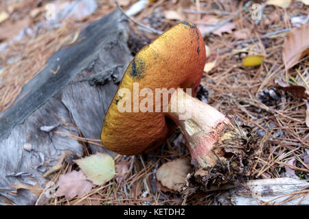 Cep (Boletus edulis) sur le terrain dans une forêt Banque D'Images