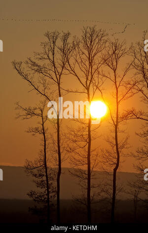 Magnifique coucher de soleil derrière un bouquet d'arbres Banque D'Images