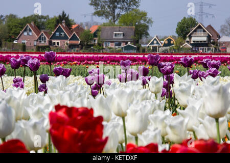 Champs de tulipes multicolores le village bâti au printemps berkmeer koggenland North Holland Pays-Bas europe Banque D'Images