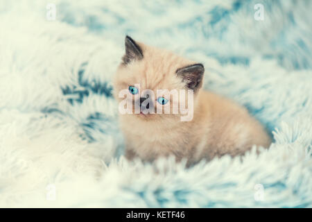 Adorable petit chaton couché sur le doux fluffy couverture bleue. Banque D'Images