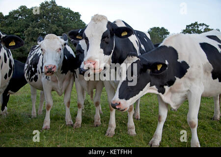 Un groupe de bovins de race frisonne dans le Wiltshire. Banque D'Images