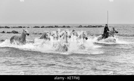 Les chevaux de Camargue (Equus cavallus) et leur gardien, se galant à travers l'eau près de Saintes-Marie-de-la-Mer, Camargue, France, Europe Banque D'Images