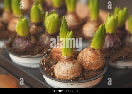 Bulbes à fleurs en pot prêts pour la plantation dans le parterre de close up. Banque D'Images