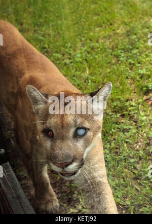 Naples, Floride, USA - 20 octobre 2017 : Florida panther Puma concolor coryi aveuglé par un fusil de chasse en 2014 et réside maintenant à la Zoo de Naples. Banque D'Images