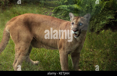 Naples, Floride, USA - 20 octobre 2017 : Florida panther Puma concolor coryi aveuglé par un fusil de chasse en 2014 et réside maintenant à la Zoo de Naples. Banque D'Images