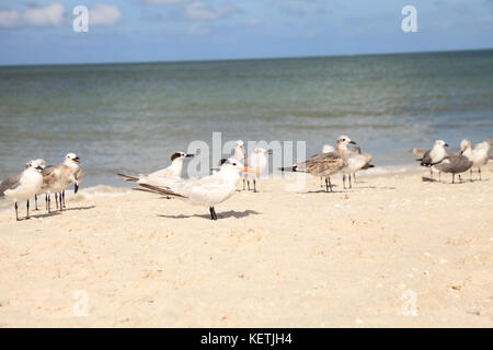 Sterne royale thalasseus maximus au milieu d'un troupeau de mouettes leucophaeus atricilla laughing sur Naples Beach en Floride Banque D'Images