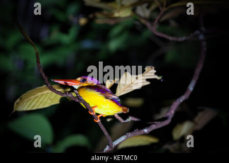 Kingfisher sur branche d'arbre dans la nuit Banque D'Images